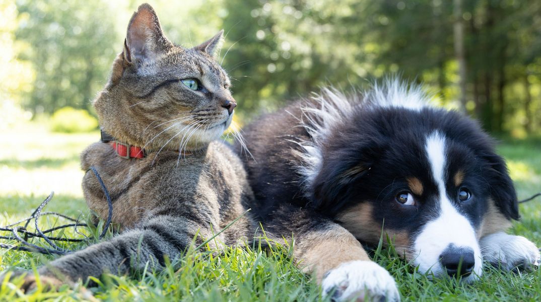 Ένας ξεχωριστός Βαλεντίνος με υιοθεσία αδέσποτων ζώων στο Ηράκλειο Αττικής