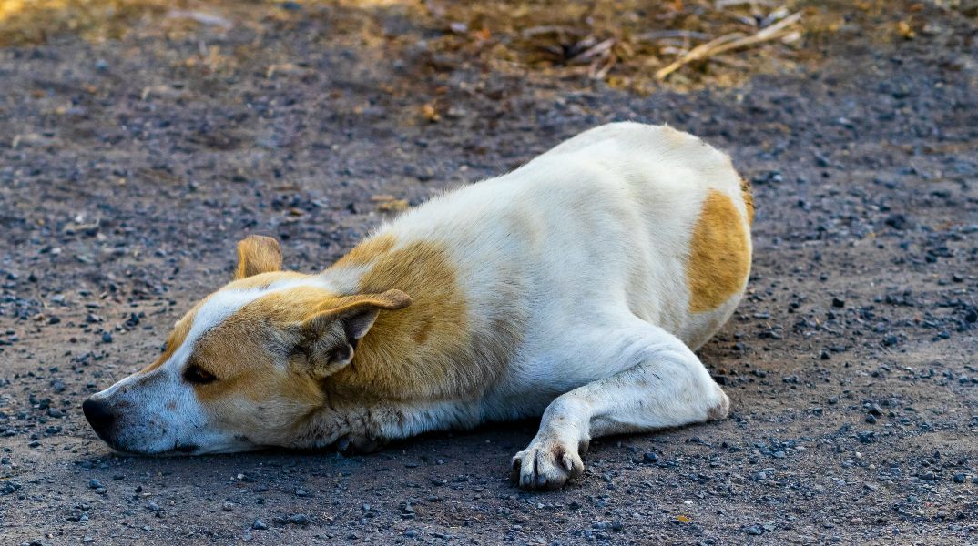 Εργαζόμενη στη Λαμία ζήτησε βοήθεια από την αστυνομία για να επιστρέψει στο σπίτι της λόγω των αδέσποτων σκύλων