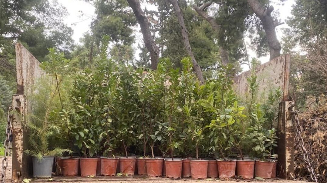 Ο Δήμος Αθηναίων φύτεψε 500 νέα δέντρα στο Άλσος Ιλισίων, ενισχύοντας το πράσινο και τη βιοποικιλότητα - Συνεχίζονται οι δράσεις 