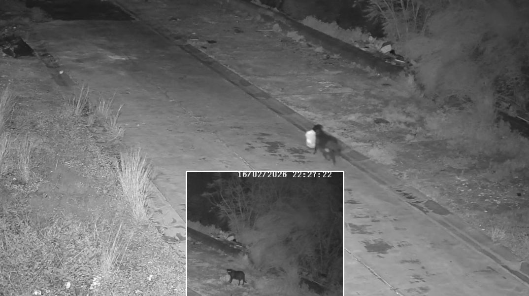 Άνδρας στη Σικελία εκπαίδευσε τον σκύλο του να αφήνει σκουπίδια στον δρόμο για να αποφεύγει κάμερες - Ταυτοποιήθηκε και τιμωρήθηκε.