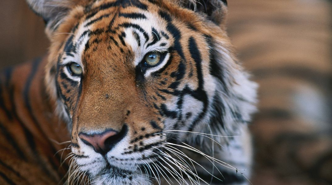 Ταϊλάνδη: 72 τίγρεις πέθαναν από ιογενή και βακτηριακή λοίμωξη σε ζωολογικό πάρκο - Αντιδράσεις από οργανώσεις για τα δικαιώματα των ζώων.