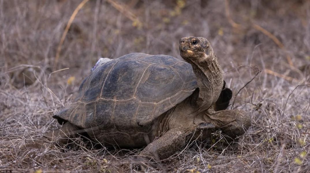 Μετά από δύο σχεδόν δύο αιώνες, γιγάντιες χελώνες επέστρεψαν στη Φλορεάνα των Γκαλάπαγκος, σηματοδοτώντας νέα εποχή για την οικολογική αναγέννηση του νησιού.