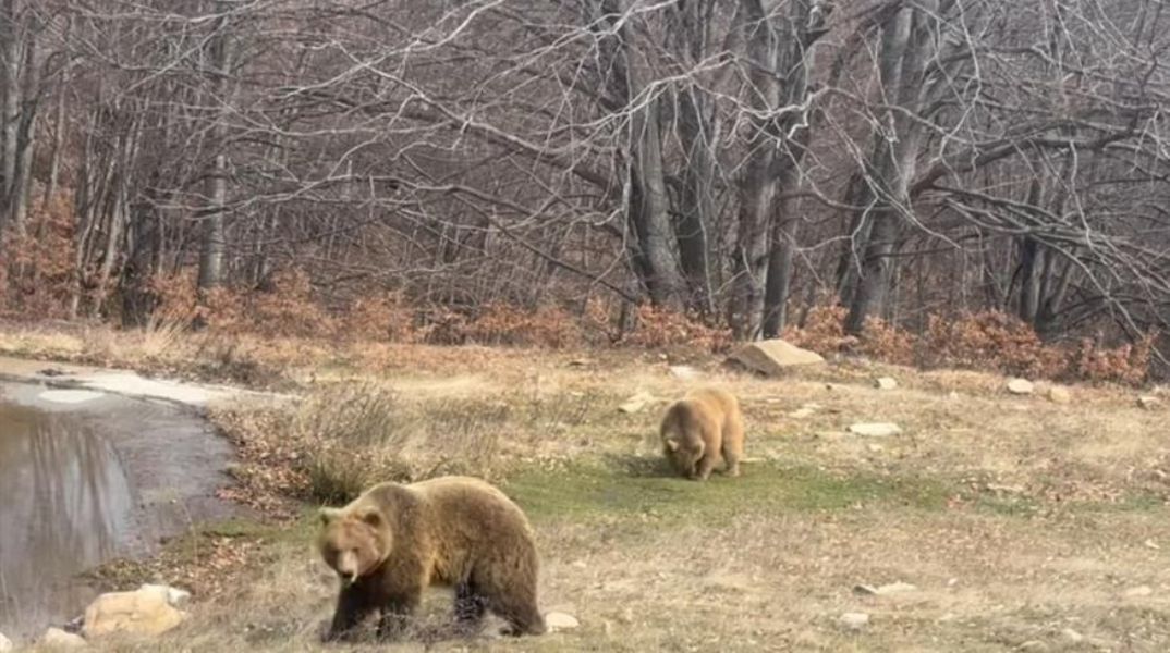 Ξύπνησαν οι αρκούδες στο Νυμφαίο και το έριξαν στο παιχνίδι - Δείτε το βίντεο με τον Πατρίκ και τη Λουίζα 