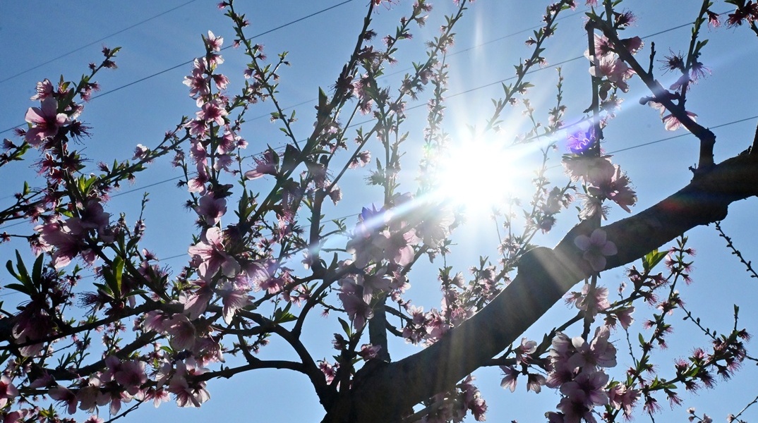 Ακτίνες ήλιου πίσω από τα κλαδιά αμυγδαλιάς