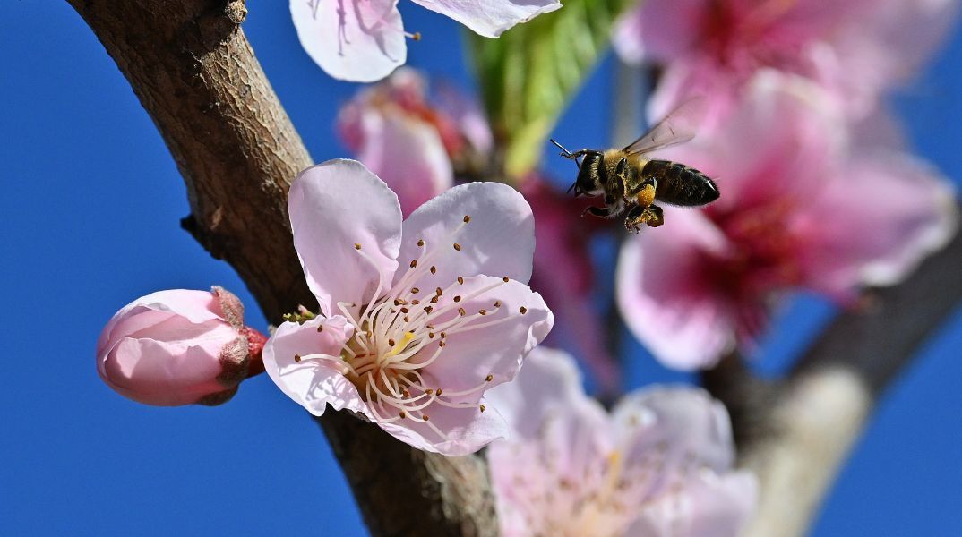 Βελτιωμένος ο καιρός σήμερα με άνοδο θερμοκρασίας έως 20°C - Προσοχή στην ομίχλη το πρωί - Αραιές νεφώσεις και ασθενείς άνεμοι σε Αθήνα και Θεσσαλονίκη.