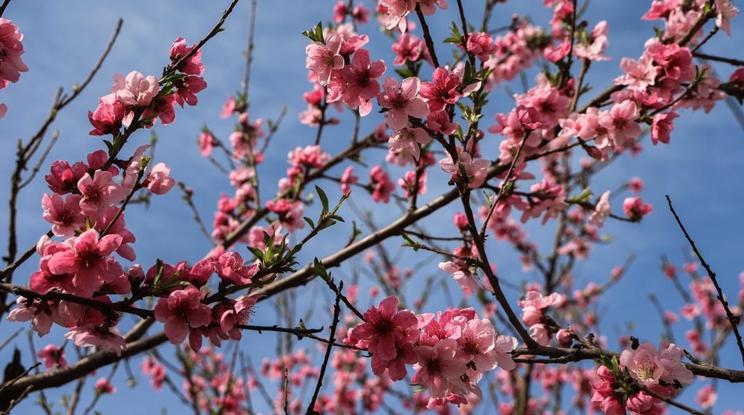 Ανθισμένη αμυγδαλιά