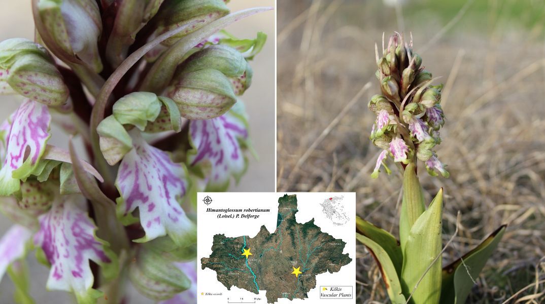 Σημαντική καταγραφή στο Κιλκίς: Εντοπίστηκε η ορχιδέα Himantoglossum robertianum, μετατοπίζοντας τα βορειότερα όρια εμφάνισης του είδους στη χώρα μας.