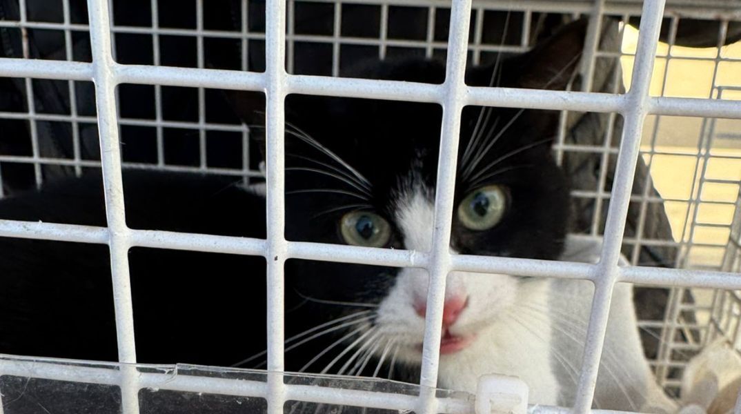 Γατούλα ήταν παγιδευμένη για 10 μέρες πάνω σε φοίνικα 9 μέτρων στην Πάρο -  Πώς διασώθηκε