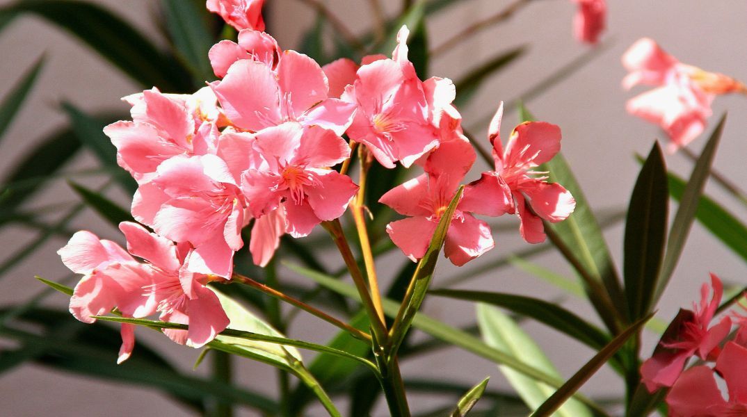 Οι πικροδάφνες και τα παιδικά σώματα