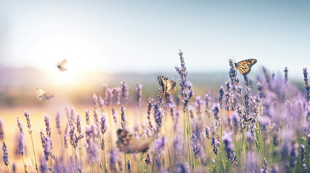 Πεταλούδες σε λουλούδια 