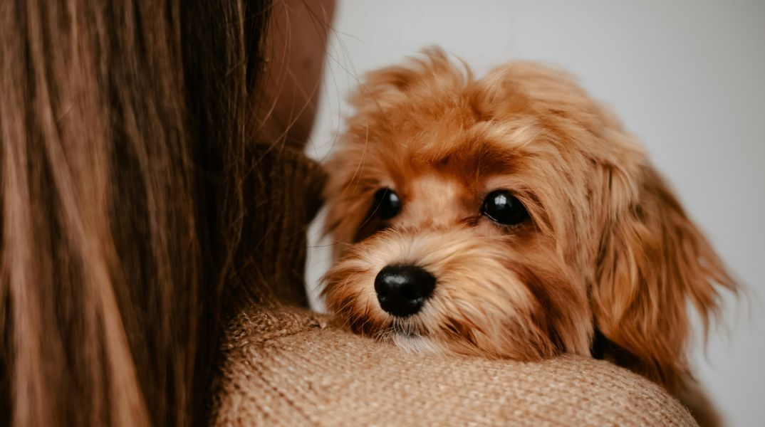 Μελέτη σε 55.000 καρκινοπαθείς δείχνει ότι η επαφή με σκύλους μειώνει τη θνησιμότητα κατά 64%, προσφέροντας στήριξη, άσκηση και πιθανή έγκαιρη ανίχνευση.