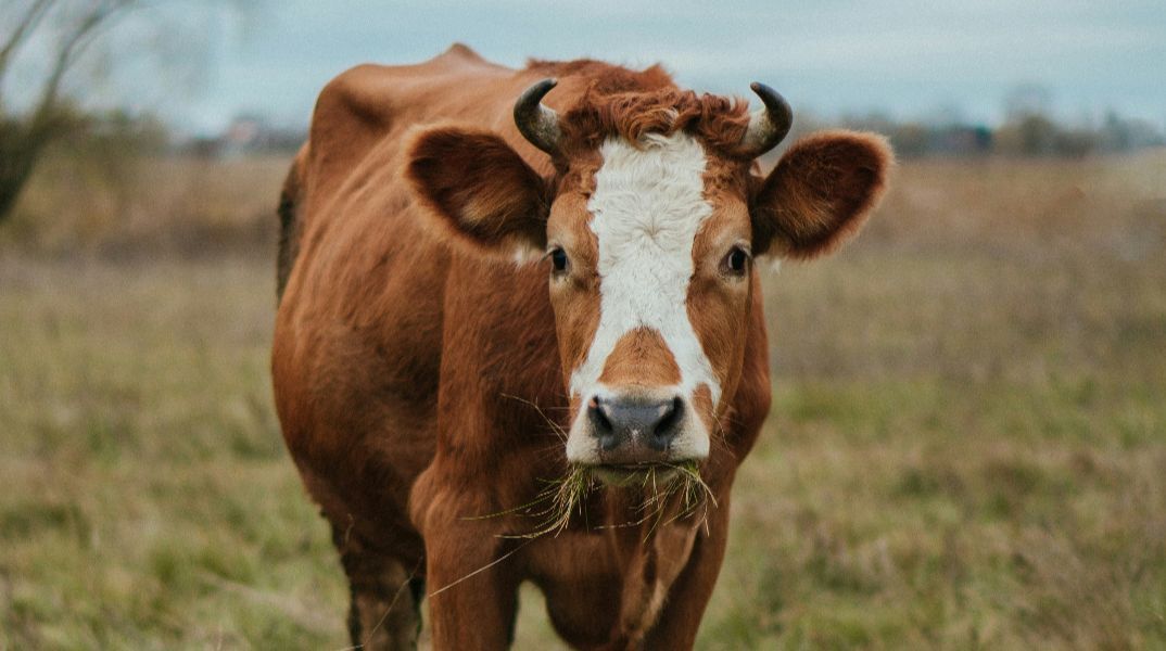 Επιβεβαιωμένο πρώτο κρούσμα αφθώδους πυρετού στη Λέσβο - Μάχη να μην υπάρξει εξάπλωση