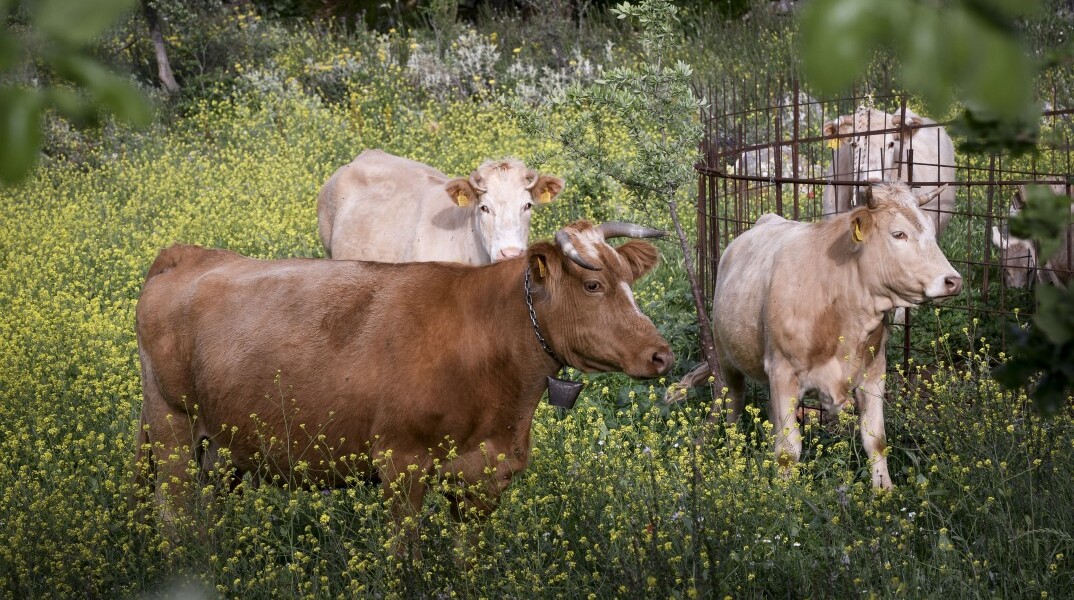 Αγελάδες στην ύπαιθρο