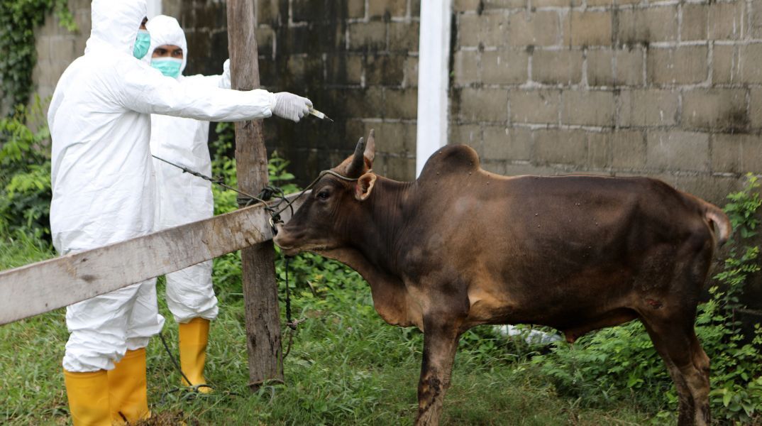 Αφθώδης πυρετός: Τι πρέπει να γνωρίζουν κτηνοτρόφοι και πολίτες - Ερωτήσεις και απαντήσεις για τη μετάδοση, τα συμπτώματα και την προστασία της υγείας.