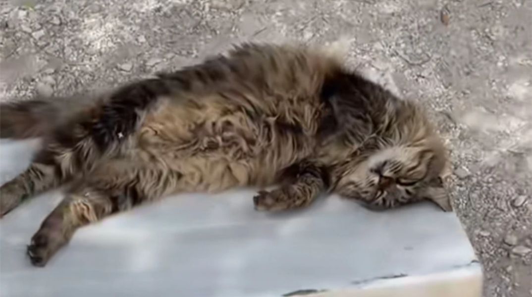 Πέθανε η Λουκία, η γάτα – μασκότ του αρχαίου θεάτρου του Διονύσου της Ακρόπολης