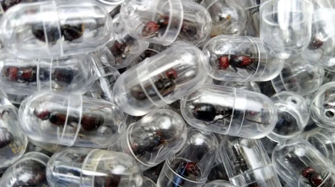 Κινέζος κατηγορείται για απόπειρα λαθρεμπορίας 2.000 μυρμηγκιών από την Κένυα - Oδηγήθηκαν στη δικαιοσύνη για παράνομη εμπορία άγριας ζωής 