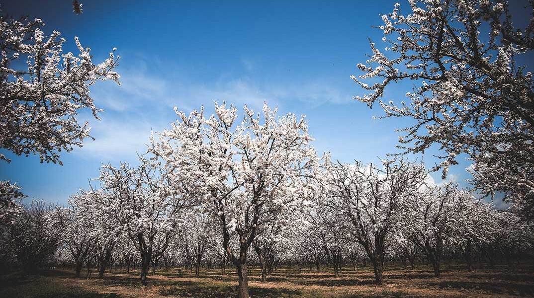 Ανθισμένες αμυγδαλιές στη Λάρισα