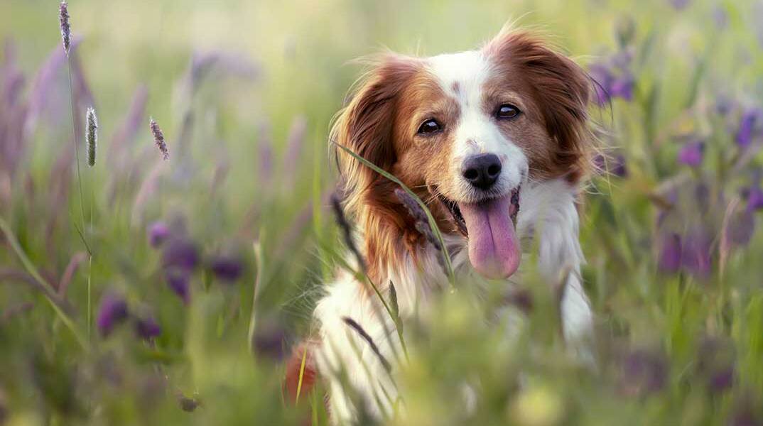 Σκύλος στην εξοχή την άνοιξη