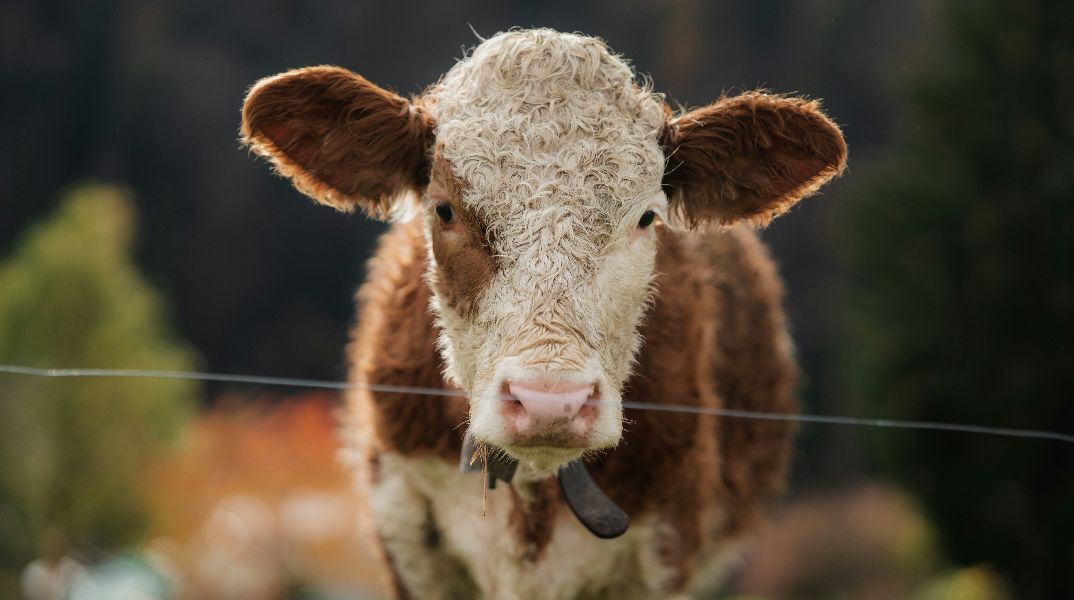 Σε κατάσταση έκτακτης ανάγκης η Λέσβος λόγω αφθώδους πυρετού