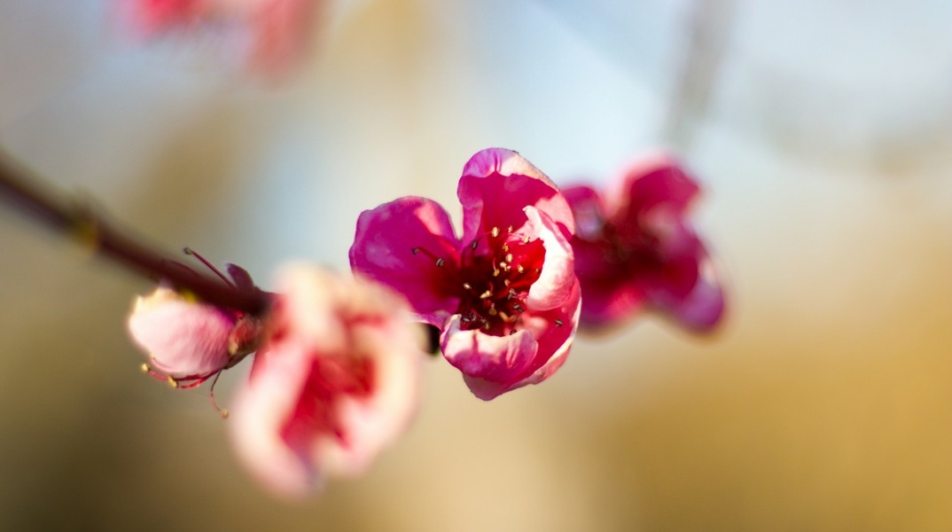 Λουλούδι της Άνοιξης