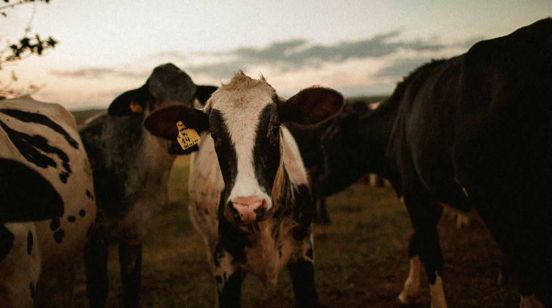 Λέσβος: Αφθώδης πυρετός σε άλλες δύο κτηνοτροφικές μονάδες - 700 πρόβατα και 25 βοοειδή θα θανατωθούν 
