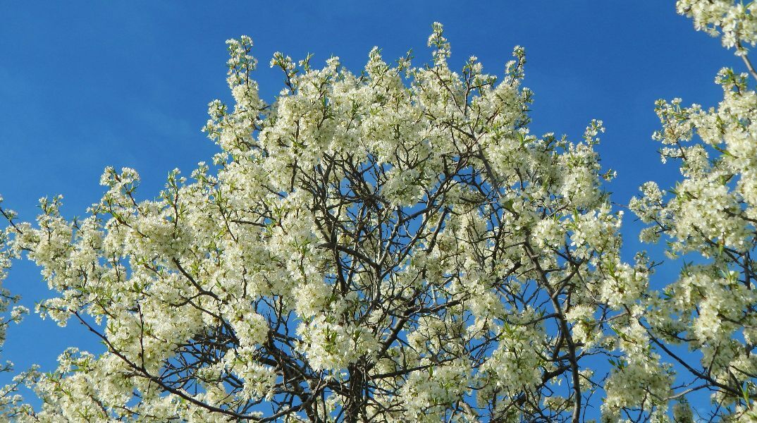 Εορτολόγιο: Σήμερα 25 Μαρτίου 2026 γιορτάζει…