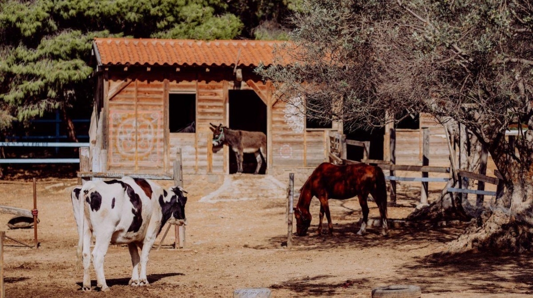 Φάρμα Βρούβα