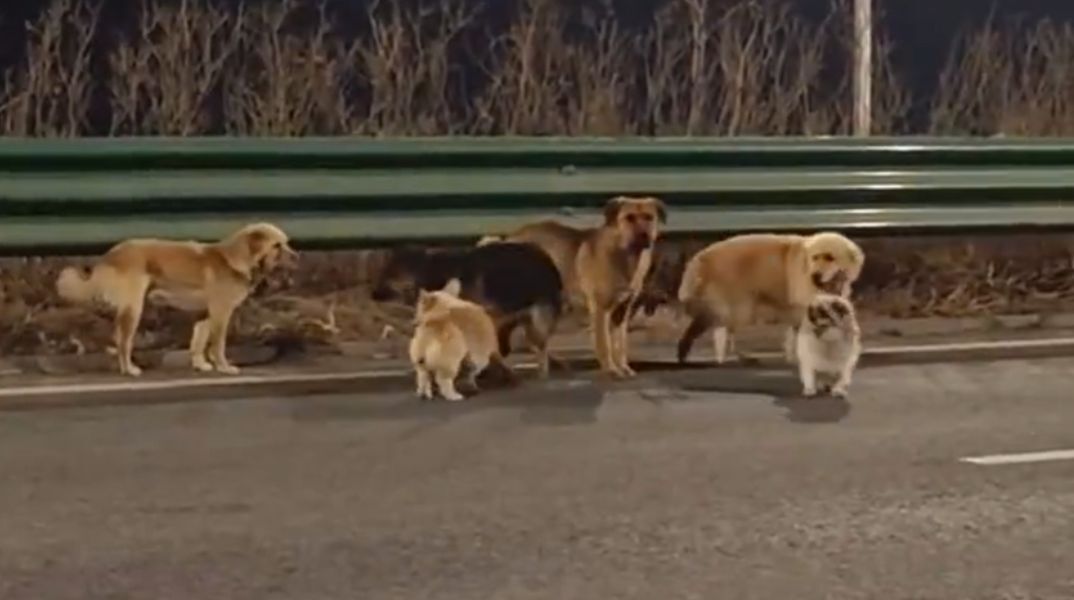 Επτά σκύλοι που προορίζονταν για κατανάλωση απέδρασαν από σφαγείο στην Κίνα και περπάτησαν 17 χλμ. μαζί μέχρι να βρουν τους ιδιοκτήτες τους.