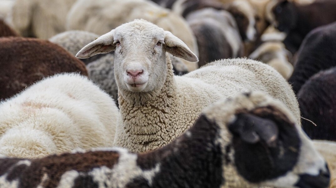 Πρόβατα στην εξοχή