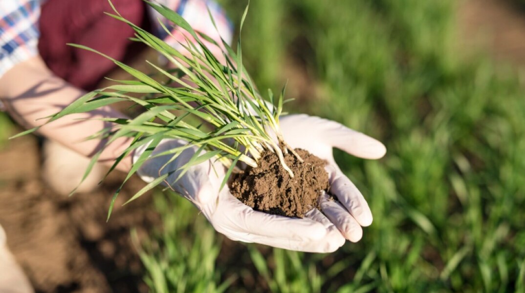 Αγρότης στο χωράφι κρατά στα χέρια ένα φυτό