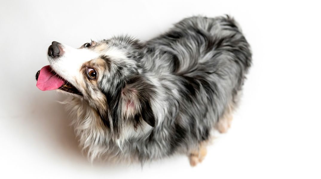 Οι αλλεργίες της άνοιξης επηρεάζουν και τους σκύλους, προκαλώντας φτέρνισμα και φαγούρα - Ειδικοί εξηγούν τα συμπτώματα και τις λύσεις.