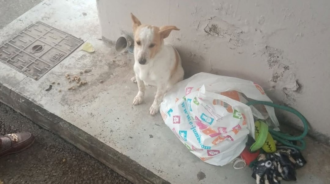 Το σκυλάκι καθισμένο σε παγκάκι και δίπλα τα παιχνίδια του