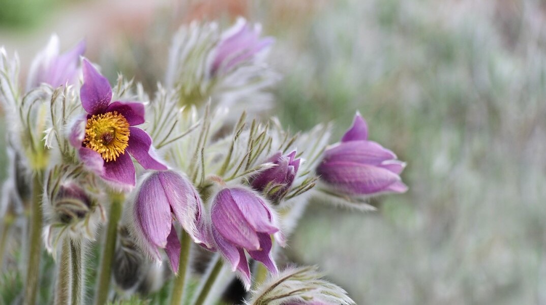 Λουλούδια στην εξοχή