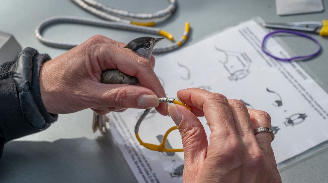 πετροπουλος