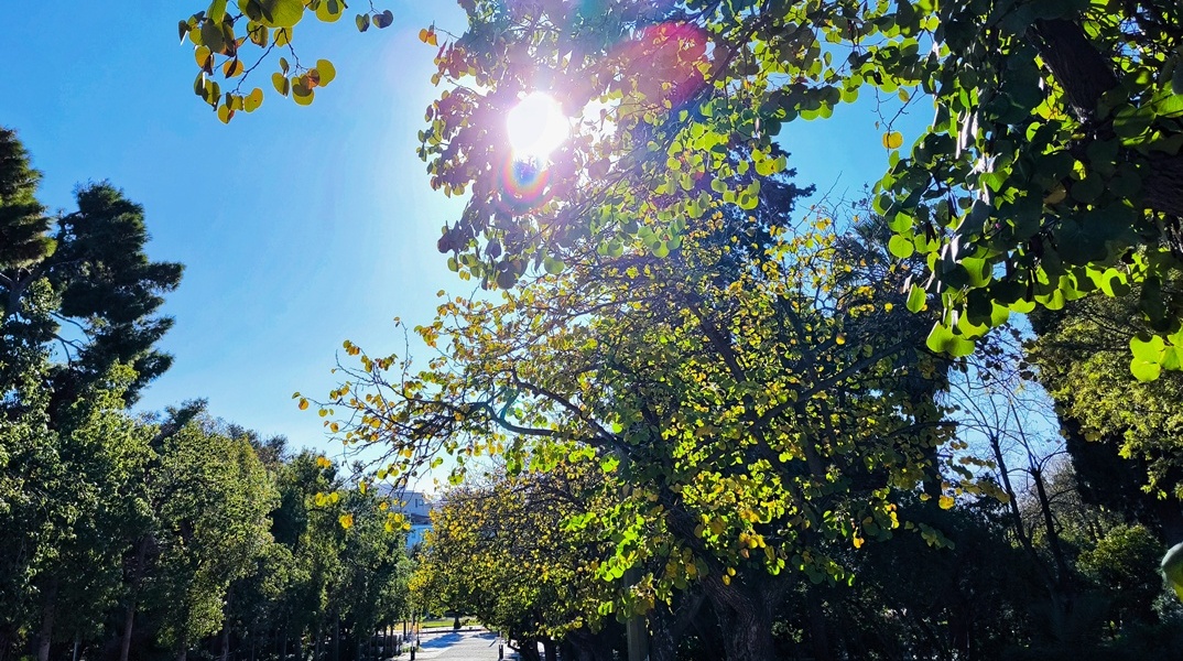 Ηλιοφάνεια πίσω από δέντρο