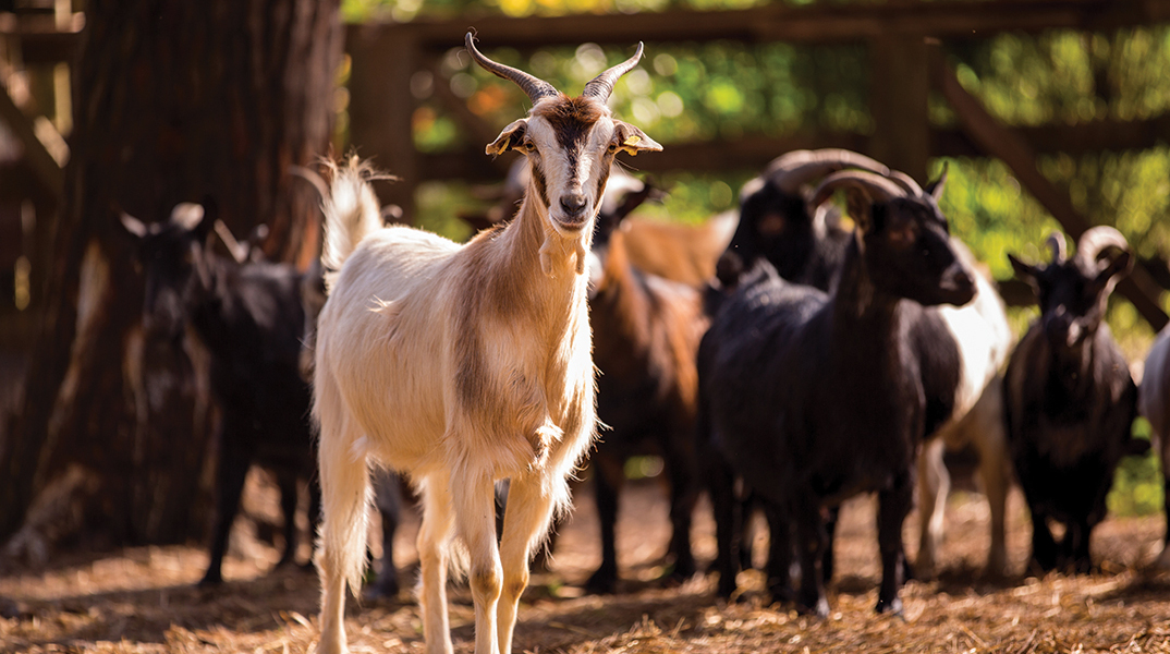 Ευβιότοποι