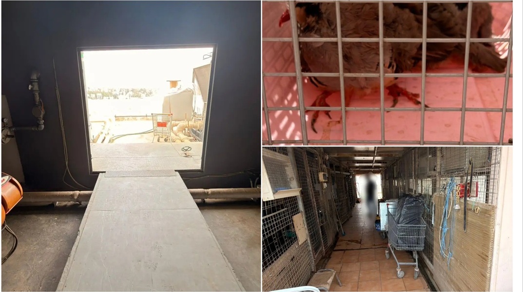 Εικόνα από το μαντρί σε ταράτσα πολυκατοικίας στους Αμπελόκηπους