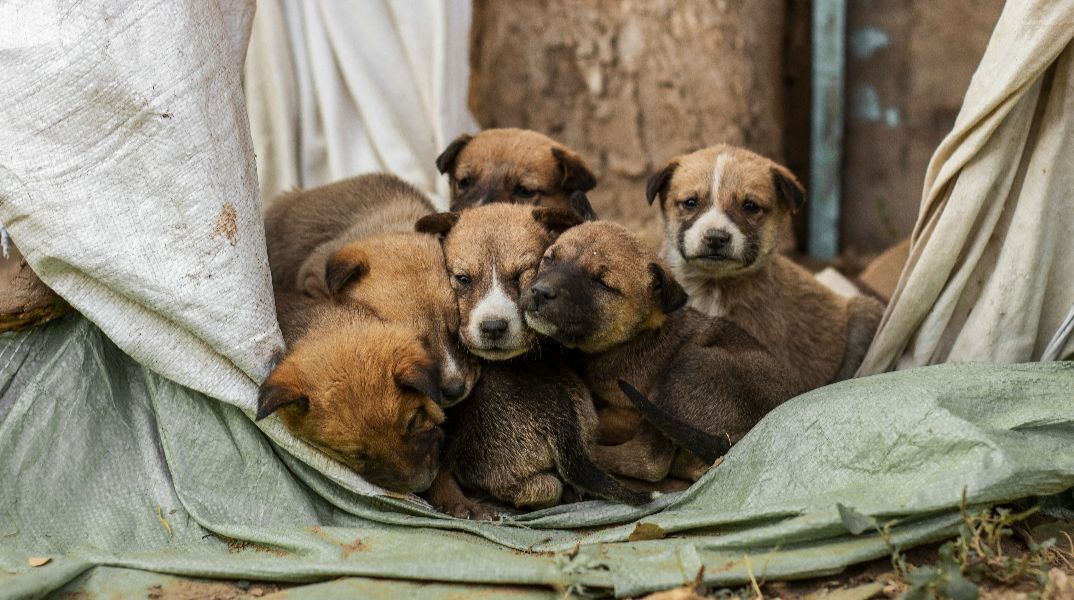 Παγκόσμια Ημέρα Αδέσποτων Ζώων σήμερα: Η πραγματική αγάπη δεν κοιτάζει τη ράτσα