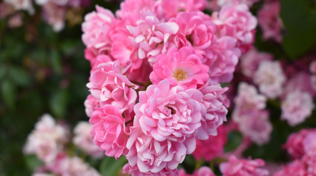 Εορτολόγιο: Σήμερα 5 Απριλίου 2026 γιορτάζει...