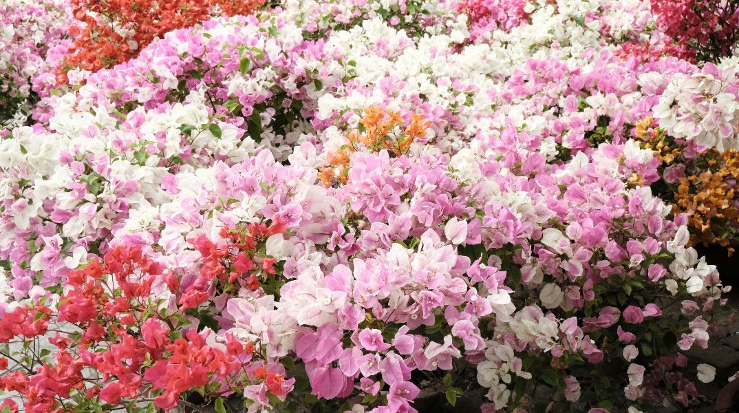 Εορτολόγιο: Σήμερα 7 Απριλίου 2026 γιορτάζει...