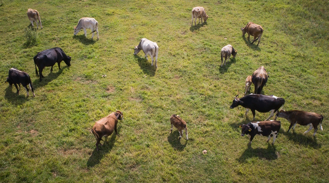 Από τα βοσκοτόπια στη χρεοκοπία