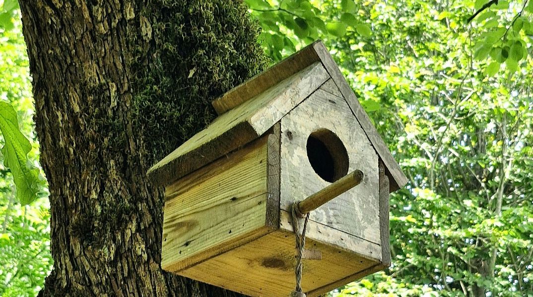 Δημιουργούνται ειδικές φωλιές για τα χελιδόνια και τα πετροχελίδονα σε κτίρια της Αθήνας