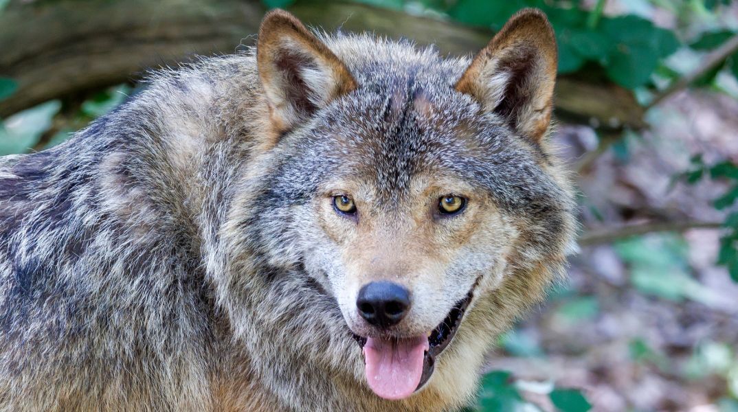 Νήπιο τραυματίστηκε από λύκο σε ζωολογικό κήπο των ΗΠΑ, όταν διέφυγε της προσοχής των γονέων του - Κατηγορούνται για έκθεση ανηλίκου σε κίνδυνο.