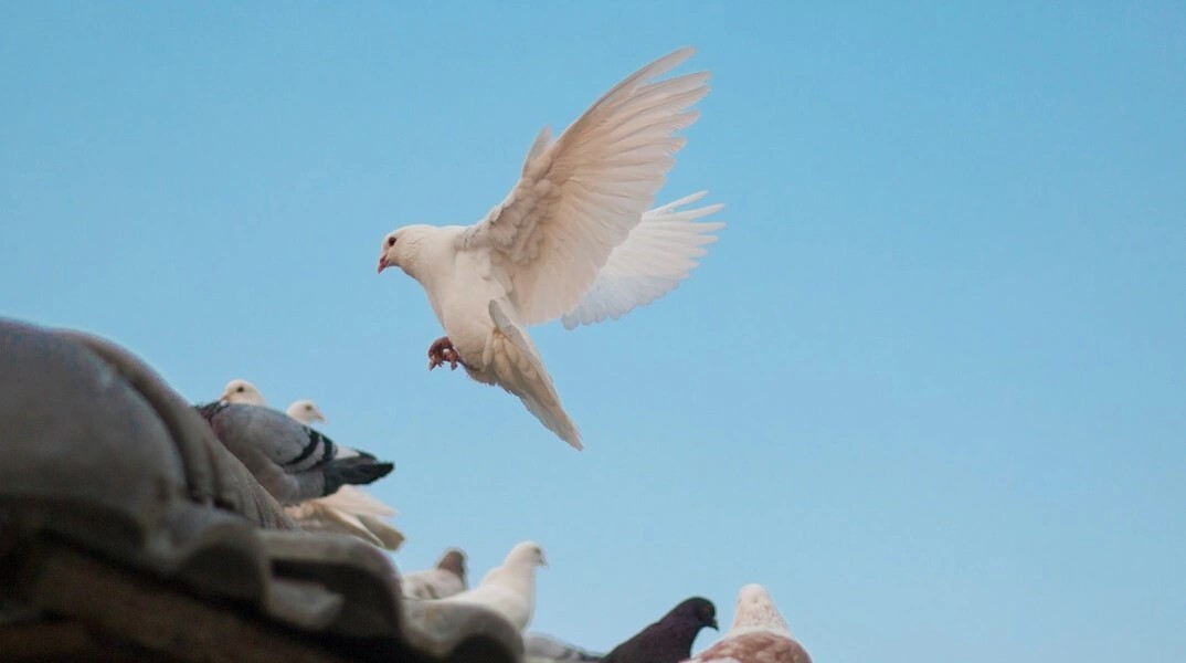 Περιστέρια στη στέγη σπιτιού