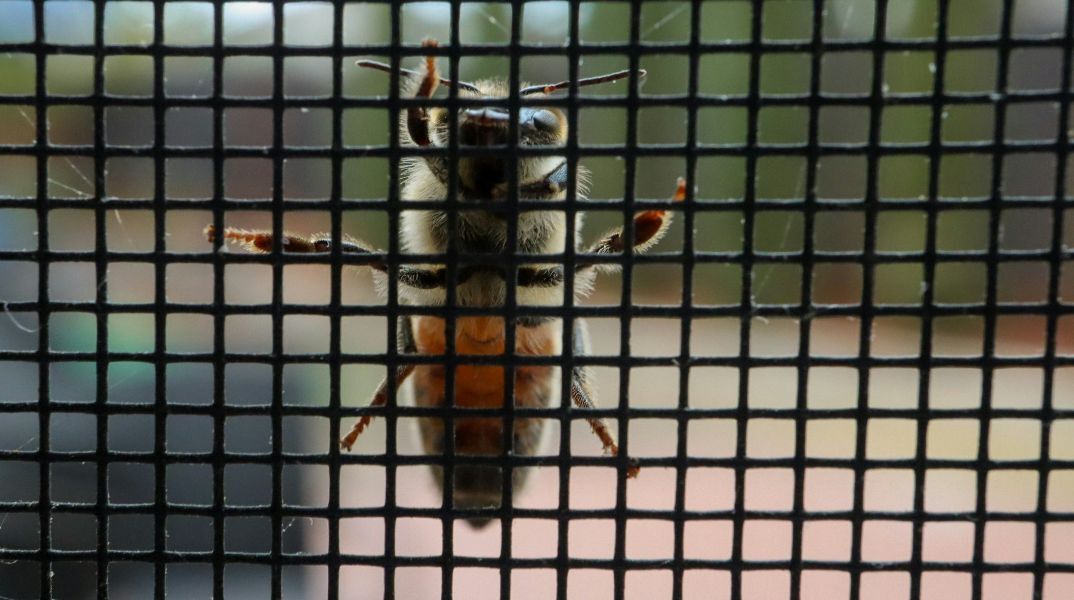 Ποιο είναι το πιο επώδυνο τσίμπημα στον κόσμο;