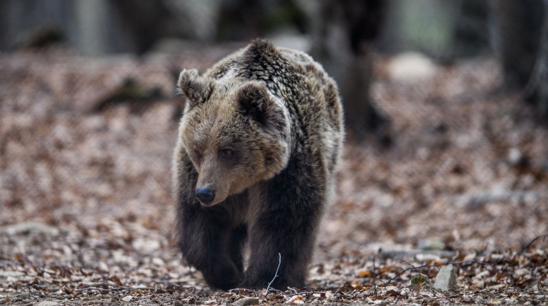 Αρκούδα εμφανίστηκε στο Ωραιόκαστρο Θεσσαλονίκης - Ο δήμος δίνει οδηγίες στους πολίτες για ασφαλή αντιμετώπιση και πρόληψη κινδύνων.