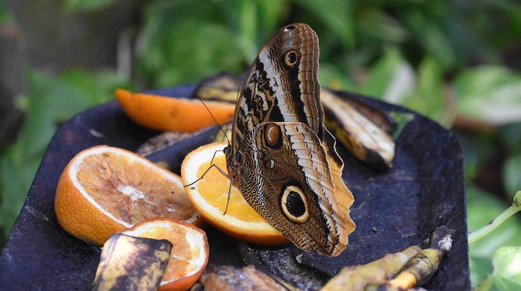 Πεταλούδα παίρνει τους χυμούς από φέτες πορτοκαλιού στον κήπο