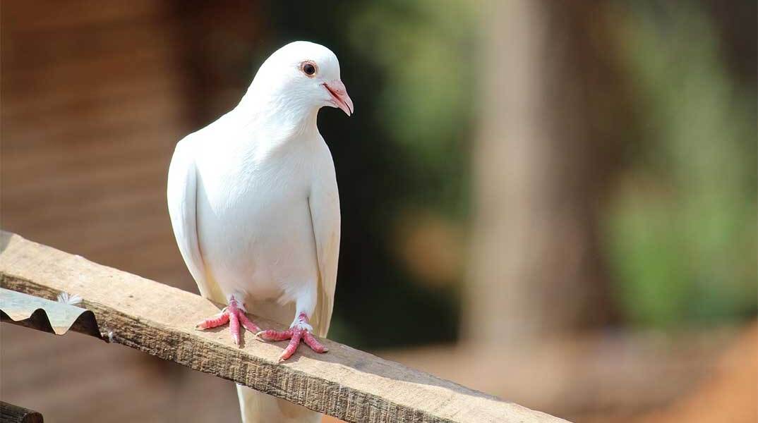 Λευκό περιστέρι πάνω σε ξυλάκι