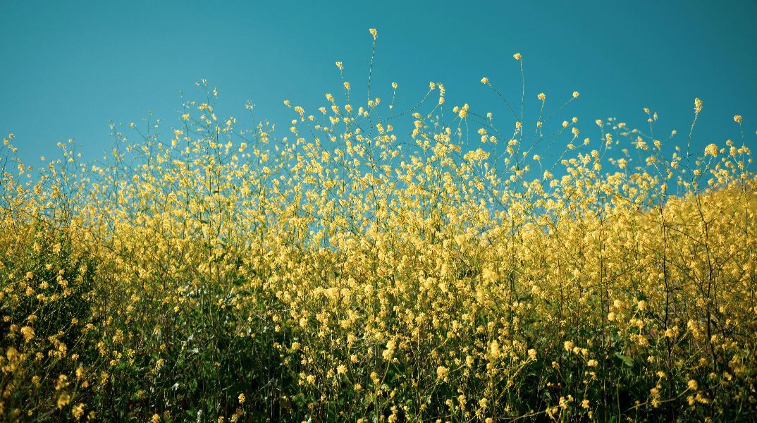 Εορτολόγιο: Σήμερα 15 Απριλίου 2026 γιορτάζει…