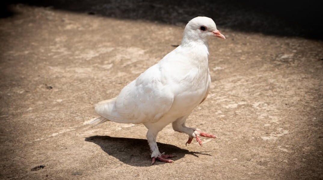 Λευκό περιστέρι περπατά στο δάπεδο